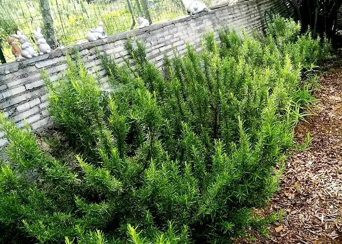 La Dostana 1 Apartment Dramalj